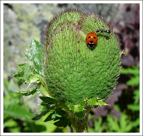 La coccinelle et la fourmi