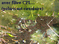 Photo avec filtre Photo avec filtre