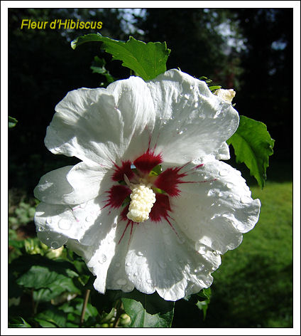 Fleur d'hibiscus