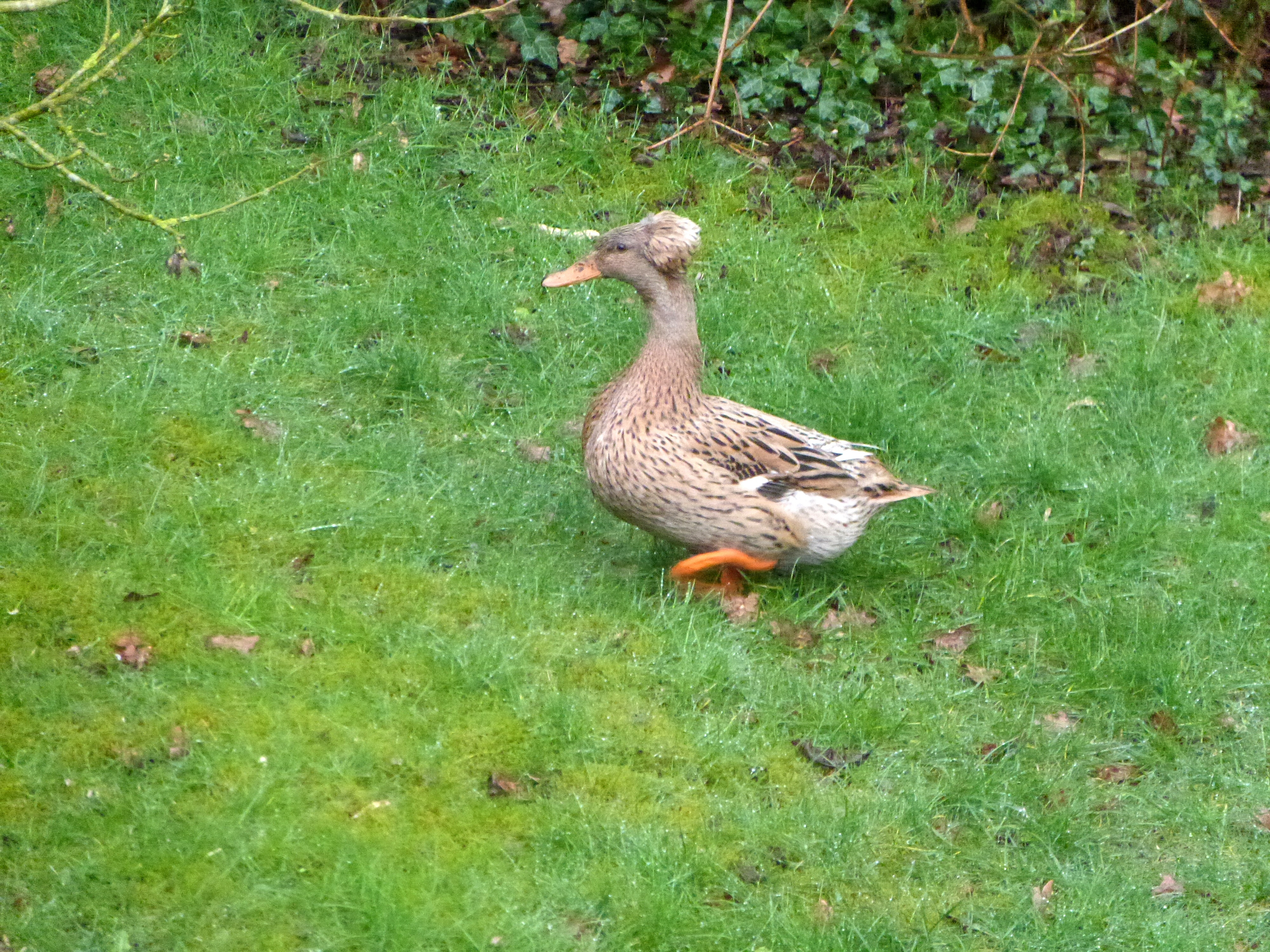 Canard colvert hupp (femelle)