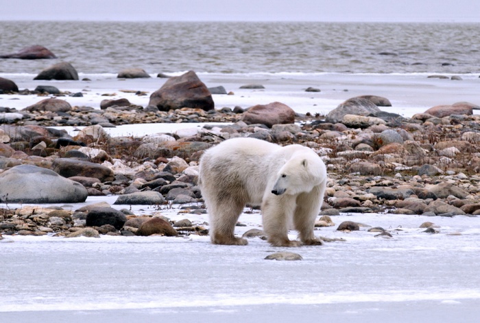 En baie d'Hudson (Churchill)