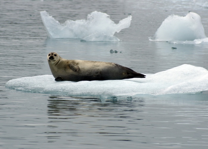 Islande