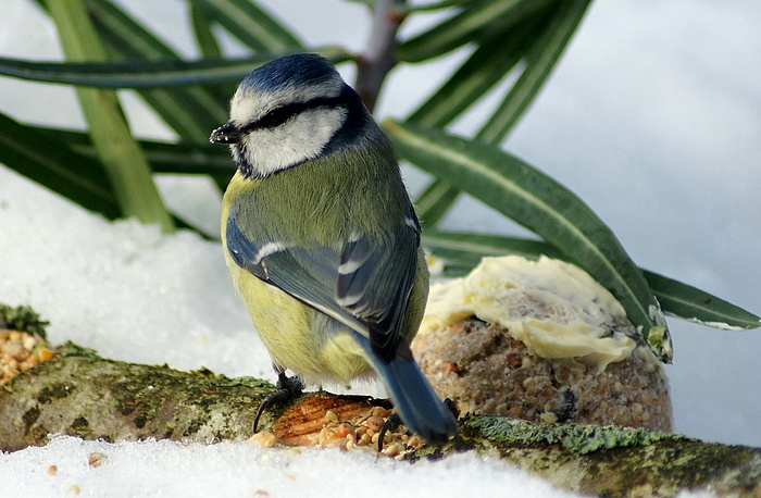 Msange bleue (Patricia Egistei)