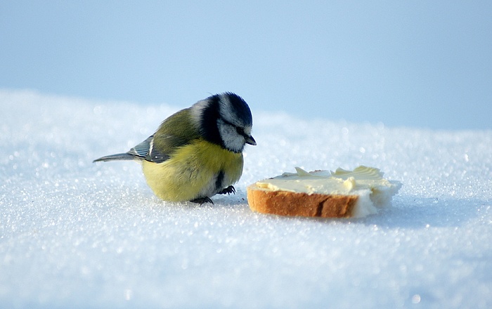 Msange bleue et la tartine au beurre (Patricia Egistei)