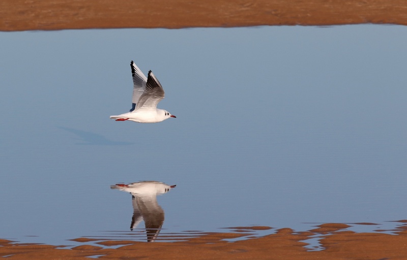 Mouette à Omaha Beach
