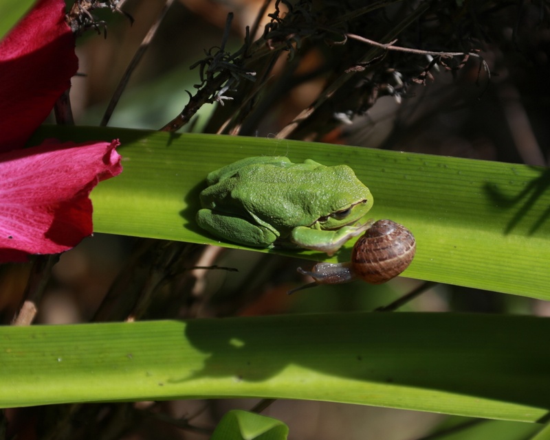 La grenouille et l'escargot